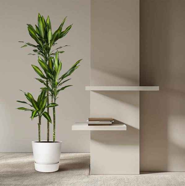 Image of Drachenbaum Zimmerpflanze Ø24cm ↕160cm – pflegeleichte Grünpflanze für Wohnzimmer, Büro & helle Standorte kaufen