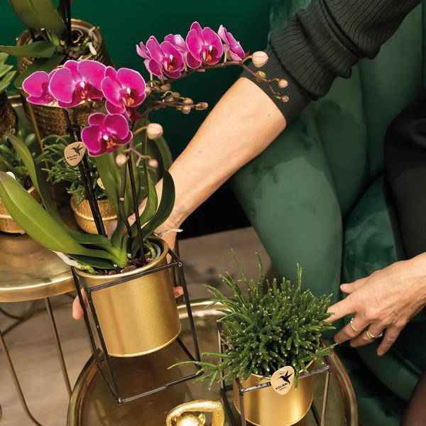 Image of Überraschungsbox Orchideen Ø9cm – pflegeleichtes Pflanzen Set für Urban Jungle, Fensterbank, Wohnzimmer & Büro-1