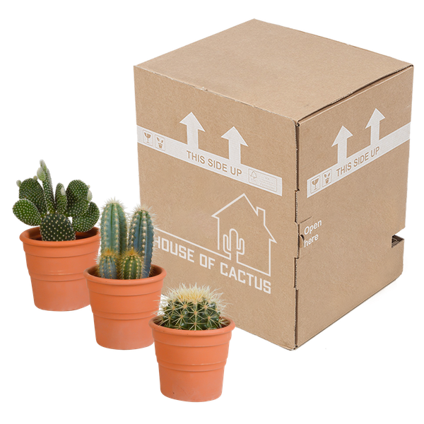 Image of Sukkulenten & Kakteen Mix 3 Pflanzen Ø10,5cm – pflegeleichtes Pflanzen Set für Urban Jungle, Fensterbank, Wohnzimmer & Büro