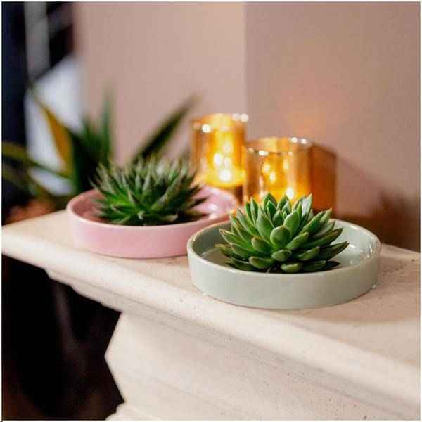 Image of Sukkulente – Echeveria pulidonis Rootless – Ø20cm Schale Grün – Zimmerpflanze ohne Wurzeln – Pflegeleichte Schnitt