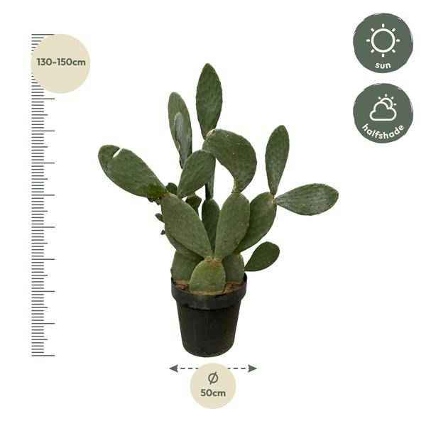 Image of Opuntia Ficus Indica – Feigenkaktus – Große Zimmer – & Gartenpflanze – ↕140cm – Ø50cm – Pflegeleichter Kaktus mit gelben Blüten