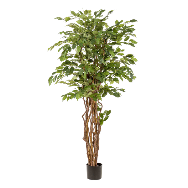 Image of Ficus Liana – Künstliche Zimmerpflanze – ↕170cm – Realistische Stiefmütterchen – Pflanze – Dekoration für Wohnzimmer, Flur & Wintergarten-0