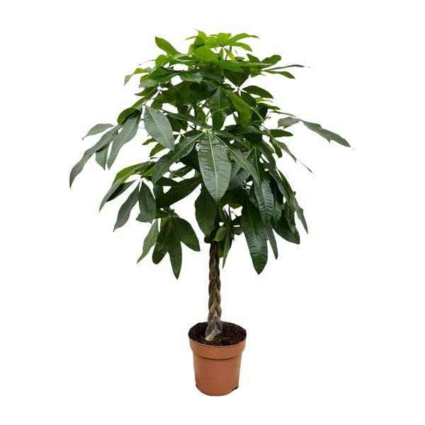 Image of Glückskastanie – Pachira Aquatica – 150cm hoch – Ø27cm – Geldbaum als Zimmerpflanze – Luftreinigend & pflegeleicht – Ideal für Zimmer & Büro