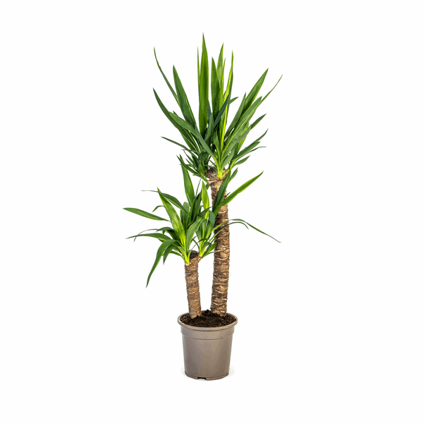 Image of Yucca Elephantipes – Riesen – Palmlilie – Zimmerpflanze Ø19cm ↕70-90cm – Robust & pflegeleicht – Exotisch & dekorativ-0