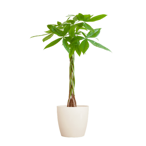 Image of Pachira Aquatica Geldbaum Glückskastanie ca. 80cm mit geflochtenem Stamm im weißen Viber Biotopf Ø21cm – Zimmerpflanze für Wohnung Büro Wohnzimmer-0