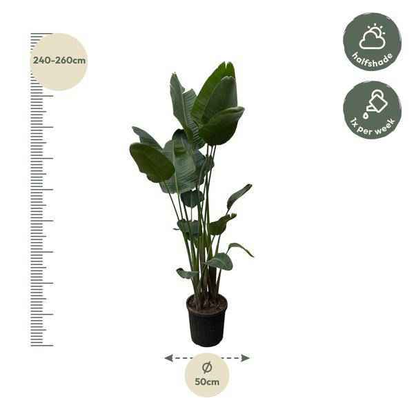 Image of Strelitzia Nicolai – Baumstrelitzie – Zimmerpflanze 250cm – Ø50cm – Weißer Paradiesvogel mit großen grünen Blättern – Exotische Zimmer-1
