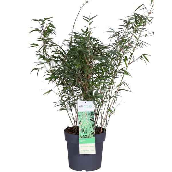 Image of Schirmbambus Fargesia rufa Ø23cm ↕80cm – hochwertiges Produkt für Pflanzen, Garten, Zuhause, Dekoration & moderne Einrichtung-0