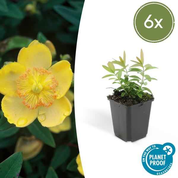 Image of Hypericum calycinum – Großkelchiges Johanniskraut – ↕10-25cm – Ø9cm – 6 Pflanzen – Bodendecker & Blühpflanze – Pflegeleicht & sonnig