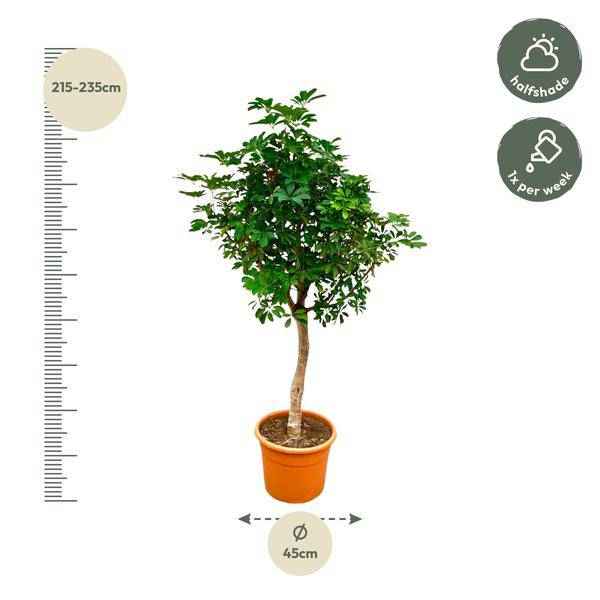 Image of Strahlenaralie – Schefflera auf Stiel – Zimmerpflanze 210cm – Ø45cm – Immergrüne XXL – Grünpflanze mit handförmigen Blättern – Pflegeleicht