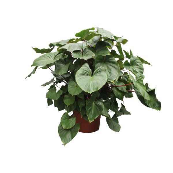Image of Herzblatt Homalomena Rubescens Maggy Zimmerpflanze Ø60cm ↕170cm – pflegeleichte Grünpflanze für Wohnzimmer, Büro & helle Standorte kaufen-0