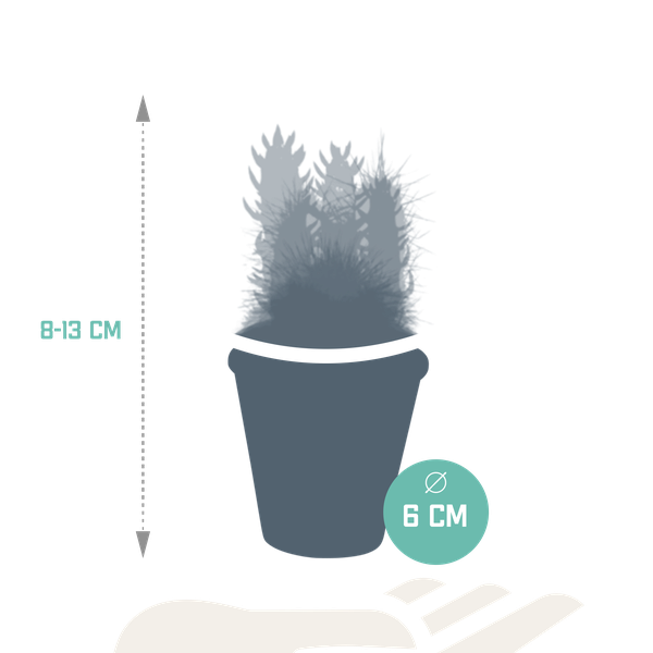 Image of Sukkulenten & Kakteen Mix 5 Pflanzen Ø5,5cm – pflegeleichtes Pflanzen Set für Urban Jungle, Fensterbank, Wohnzimmer & Büro