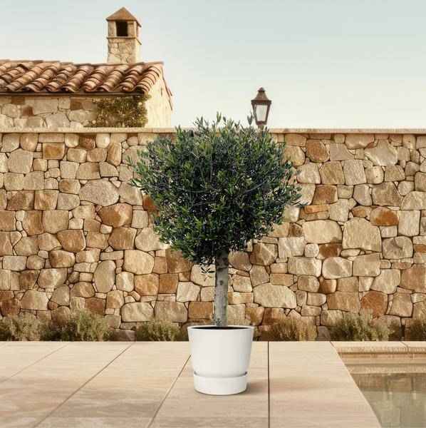 Image of Olivenbaum – Olea Europaea Lorc 180cm – Ø50cm – Mediterrane Kübelpflanze mit silbergrünen Blättern – Pflegeleicht