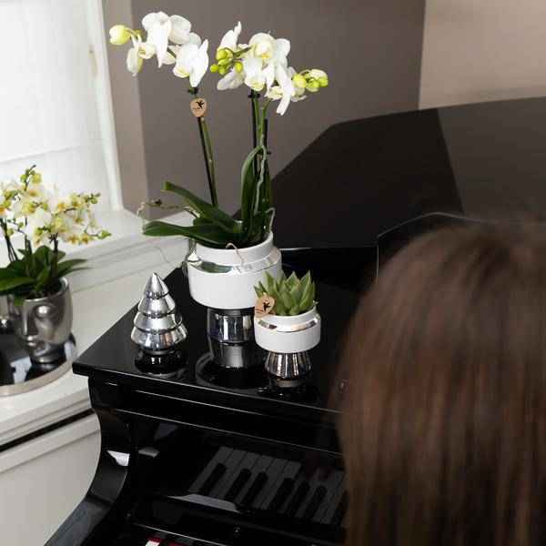 Image of Pflanzenset weiße Orchidee und Sukkulente auf Silbertablett mit 2 glänze – pflegeleichtes Pflanzen Set für Urban Jungle, Fensterbank, Wohnzimmer-1