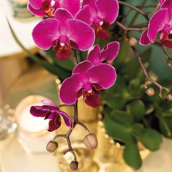 Image of Phalaenopsis – Orchidee – Morelia – Fliederfarben – Ø9cm – ca. 35cm hoch – Inkl. goldener Diamond – Ziertopf – Blühende Zimmerpflanze mit 2-3 Zweigen-1