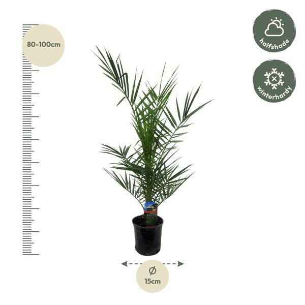Image of Phoenix Canariensis – Kanarische Dattelpalme – Exotische Zimmer – und Kübelpflanze – Palme für Garten, Terrasse & Wohnung – Ø15cm – ↕80cm-1