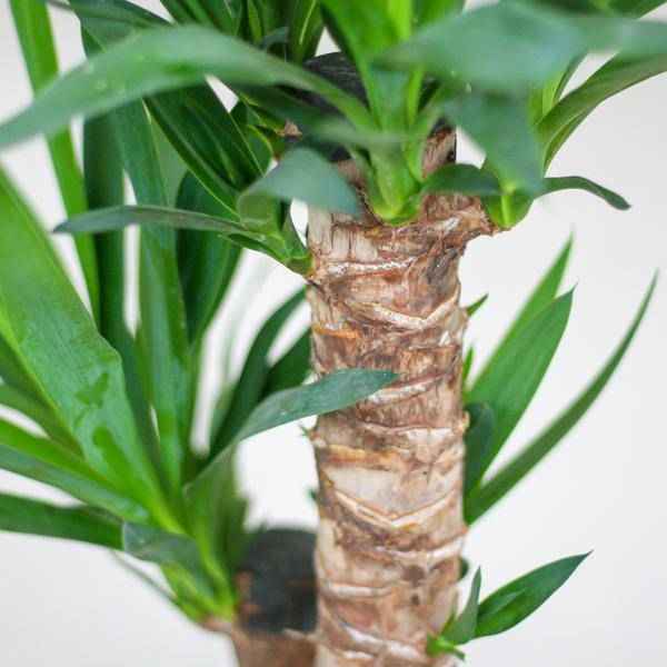 Image of Yucca Elephantipes – Riesen – Palmlilie – Zimmerpflanze – ca. 90cm hoch – Ø21cm – In Übertopf Viber Weiß – Pflegeleicht & nachhaltig