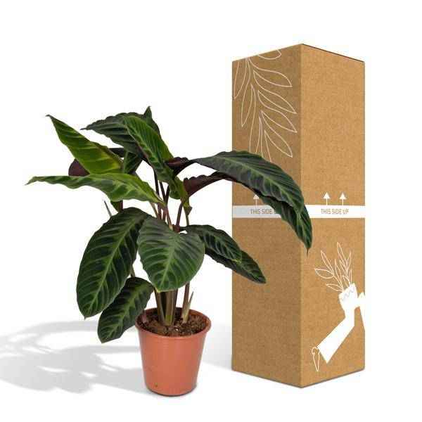 Image of Calathea Warscewiczii – Pfauenpflanze – Ø19cm x H70cm – Samtige Zimmerpflanze mit gemusterten Blättern – Für schattige Standorte – Pflegeleicht-4