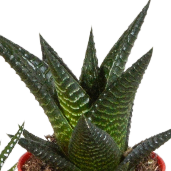 Image of Sukkulenten Mix Gasteria & Haworthia – 5 Pflanzen – Ø5,5cm Zimmerpflanzen im Kunststofftopf mit Holzbeinen – Verschiedene Mini – Sukkulenten