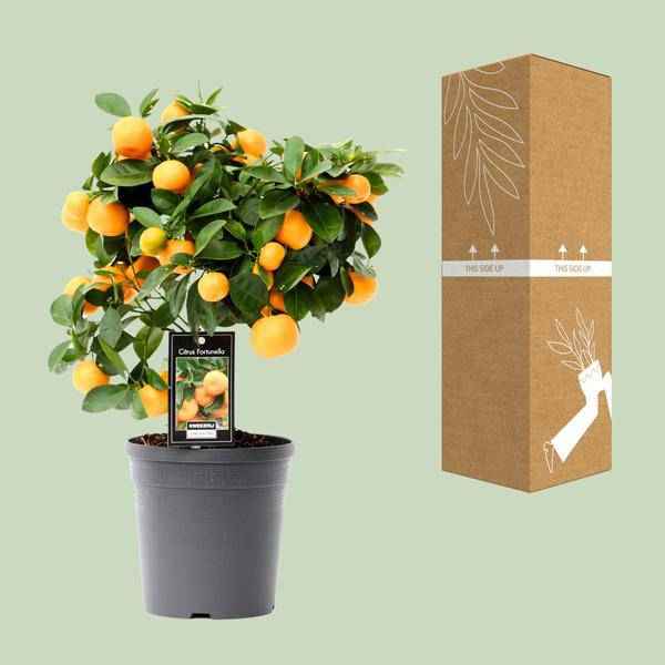 Image of Orangenbaum Citrus Calamondin Zimmerpflanze Ø15cm ↕40cm – pflegeleichte Grünpflanze für Wohnzimmer, Büro & helle Standorte kaufen