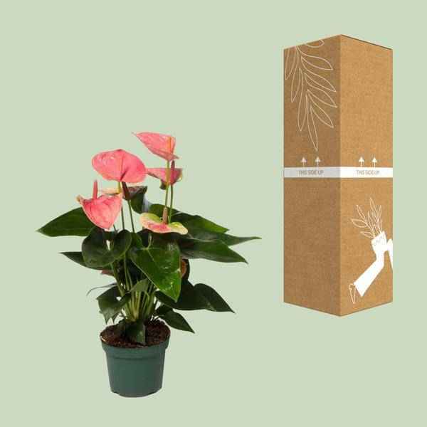Image of Flamingoblume Anthurium Sweet Dream Zimmerpflanze Ø12cm ↕35cm – pflegeleichte Grünpflanze für Wohnzimmer, Büro & helle Standorte kaufen-2