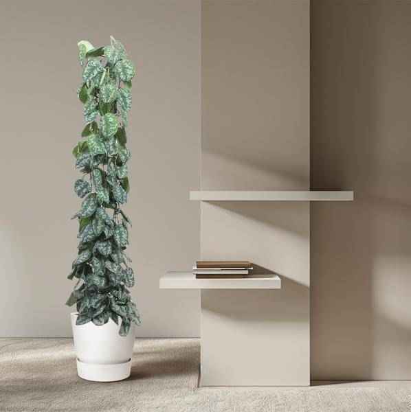Image of Efeutute Scindapsus Pictus Trebie Zimmerpflanze Ø27cm ↕160cm – pflegeleichte Grünpflanze für Wohnzimmer, Büro & helle Standorte kaufen