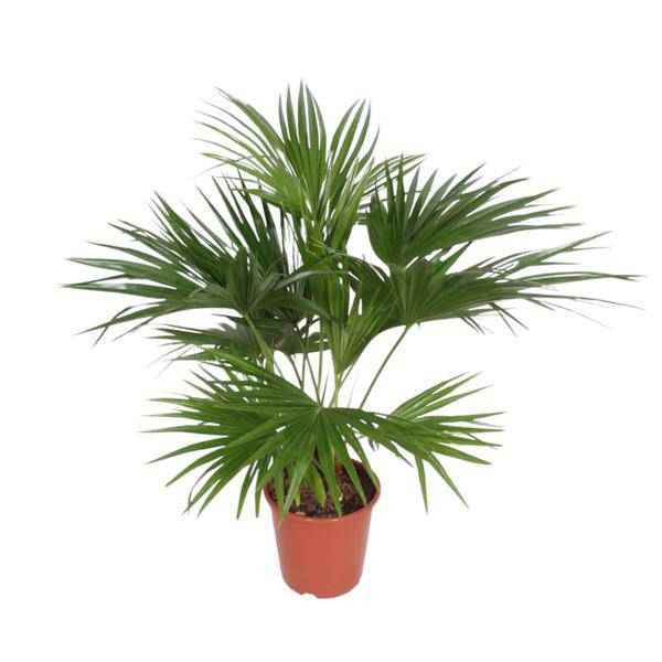 Image of Chinesische Schirmpalme – Livistona Chinensis – Zimmerpflanze – 170cm – Ø27cm – pflegeleichte tropische Fächerpalme für Innen und Außen-0
