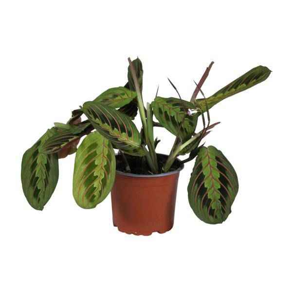 Image of Zimmerpflanze Maranta leuconeura Fascinator Zimmerpflanze Ø12cm ↕30cm – pflegeleichte Grünpflanze für Wohnzimmer, Büro & helle Standorte kaufen-0