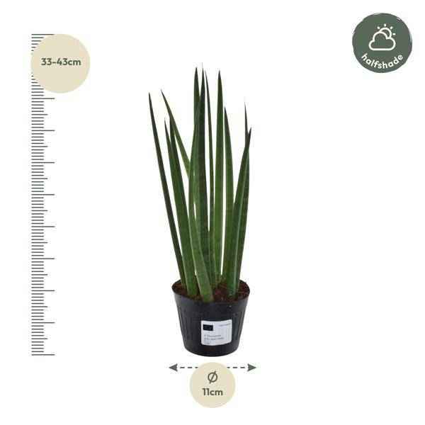 Image of Sansevieria cylindrica Bacularis Mikado – Bogenhanf – pflegeleichte Zimmerpflanze – luftreinigend – ↕38cm – Ø10,5cm-1
