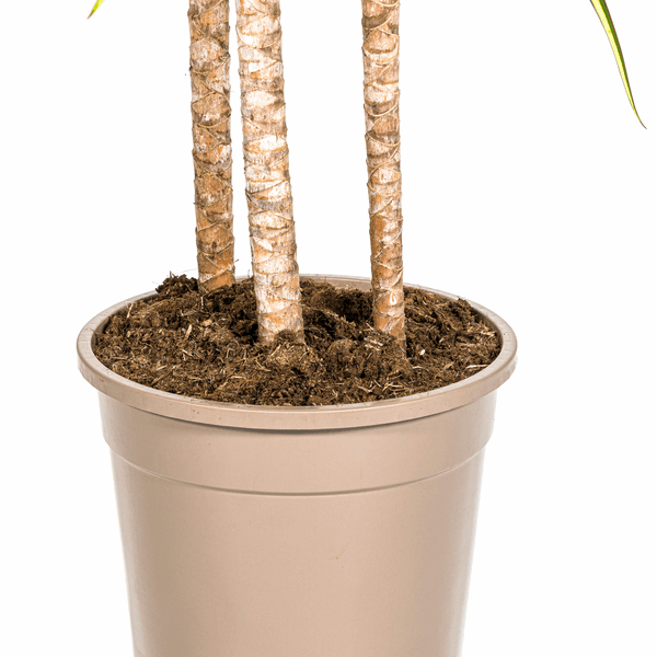 Image of Dracaena marginata Sunray – Drachenbaum – Zimmerpflanze – Ø24cm – ↕130-150cm – Tropische Pflanze für hellen Innenbereich-4