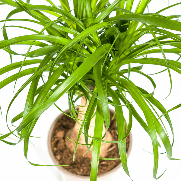 Image of Beaucarnea Recurvata – Elefantenfuß – Zimmerpflanze – Ø17cm – ↕40-60cm – Pflegeleicht & dekorativ