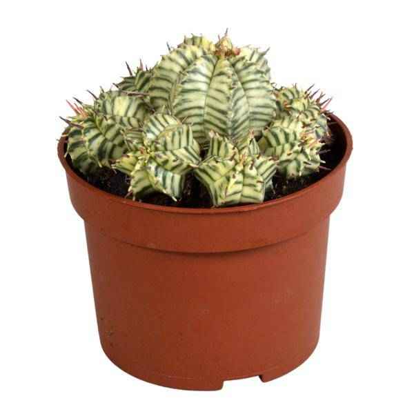 Image of Wolfsmilch Euphorbia meloformis variegata Zimmerpflanze Ø10,5cm – pflegeleichte Sukkulente für Wohnzimmer, Büro & helle Standorte kaufen-0