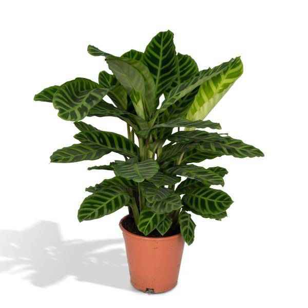 Image of Calathea Zebrina – Pfauenpflanze – Zimmerpflanze – Ø19cm x ↕80cm – Tropische Blattpflanze mit Zebramuster – Luftreinigend & pflegeleicht-0