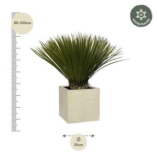 Image of Palmlilie Yucca Rostrata Zimmerpflanze Ø30cm ↕70cm – pflegeleichte Grünpflanze für Wohnzimmer, Büro & helle Standorte kaufen-1