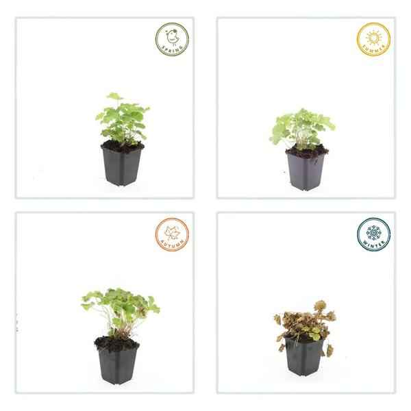 Image of Weicher Frauenmantel Alchemilla mollis – ↕10-25cm – Ø9cm – 6 Pflanzen – Bodendecker & Staude für Beete, schattige Plätze & Garten-2