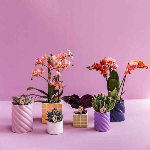 Image of Candy Dekotopf Hoch – Flieder – Ø6cm – Moderner Keramiktopf in fröhlichen Farben – Stilvoller Pflanzentopf für Zimmerpflanzen, Orchideen & Sukkulenten-1