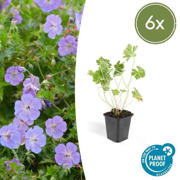 Image of Geranium Rozanne – Storchschnabel – Ø9cm – ↕10-25cm – 6 Pflanzen – Lila Blüten, Bodendecker-1