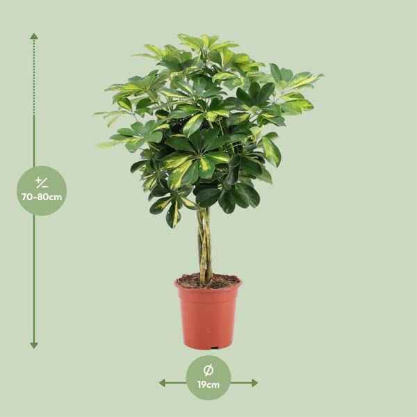 Image of Strahlenaralie Schefflera Arboricola Zimmerpflanze Ø19cm ↕75cm – pflegeleichte Grünpflanze für Wohnzimmer, Büro & helle Standorte kaufen