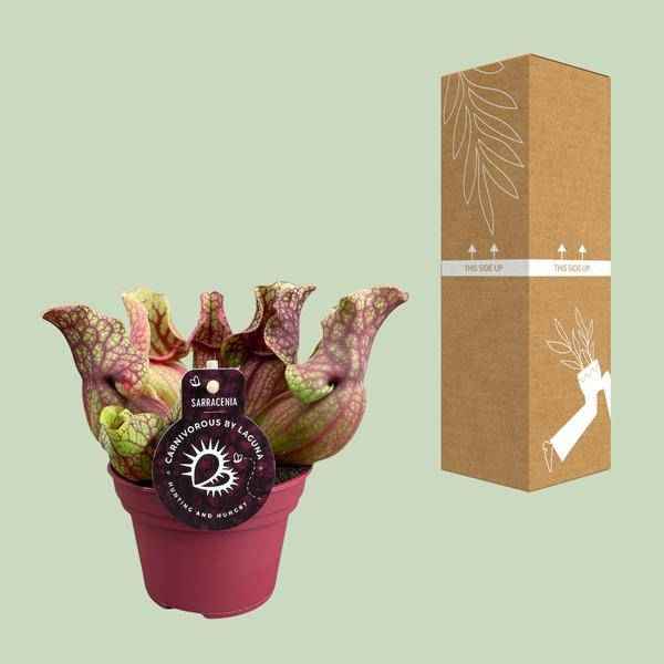 Image of Schlauchpflanze Sarracenia Venosa – Kannenpflanze – Zimmerpflanze – Ø12cm – ca. 20cm – Pflegeleicht & Exotisch