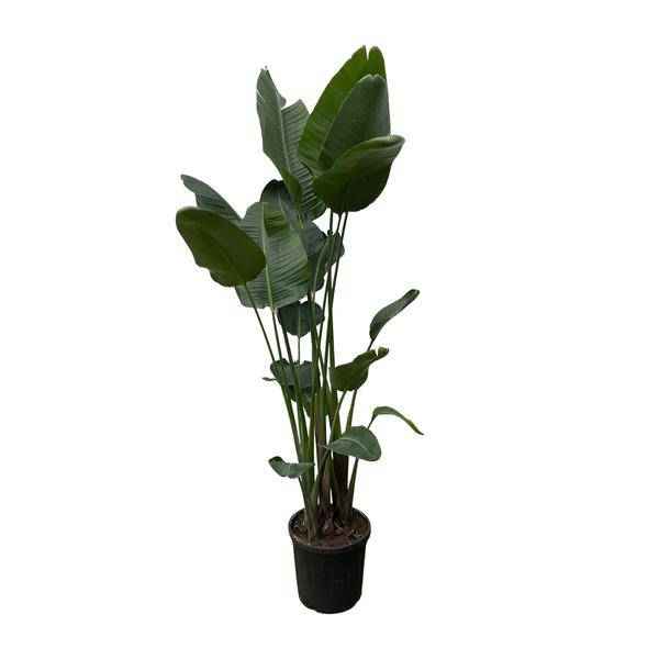 Image of Strelitzia Nicolai – Baumstrelitzie – Zimmerpflanze 250cm – Ø50cm – Weißer Paradiesvogel mit großen grünen Blättern – Exotische Zimmer-0