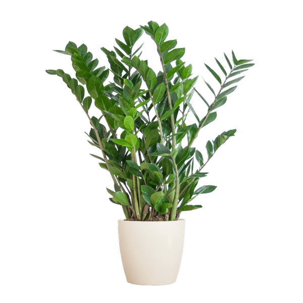 Image of Zamioculcas Zamiifolia Glücksfeder – robuste Zimmerpflanze ↕80cm Ø21cm – pflegeleichte Smaragdpalme im nachhaltigen Viber Topf Weiß