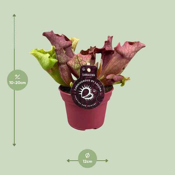 Image of Schlauchpflanze Sarracenia Zimmerpflanze Ø12cm ↕20cm – pflegeleichte Grünpflanze für Wohnzimmer, Büro & helle Standorte kaufen