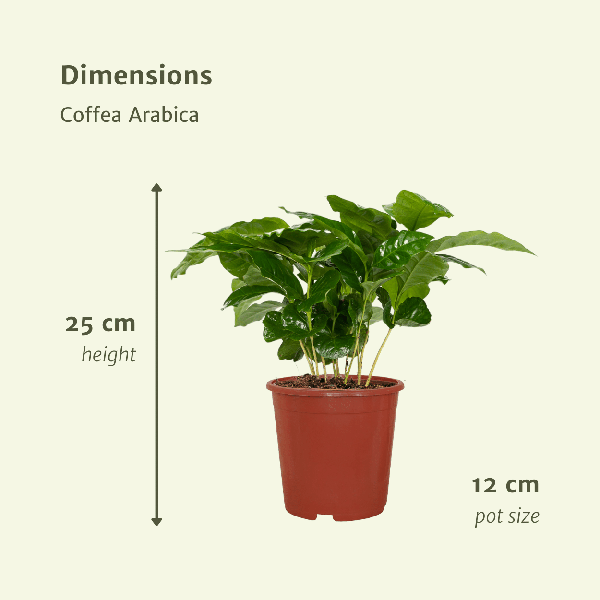 Image of Kaffeepflanze – Coffea Arabica – Zimmerpflanze – Ø12cm – ca. 25cm hoch – 2 Pflanzen – exotische Pflanze mit glänzenden Blättern-3