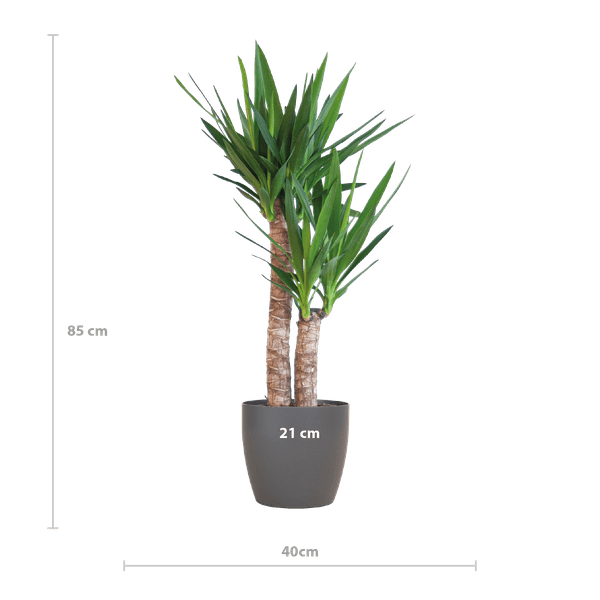 Image of Yucca Elephantipes – Riesen – Palmlilie – Zimmerpflanze – ca. 90cm hoch – Ø21cm – In Übertopf Viber Schwarz – Pflegeleicht & nachhaltig-1