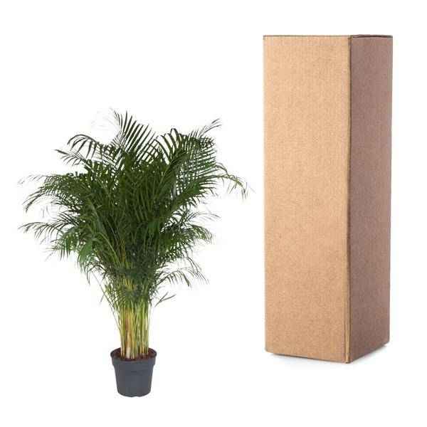 Image of Goldfruchtpalme – Dypsis Lutescens – Areca – Palme – Zimmerpflanze – 200cm hoch Ø34cm – Tropisches Grün für Wohnzimmer & Büro-2
