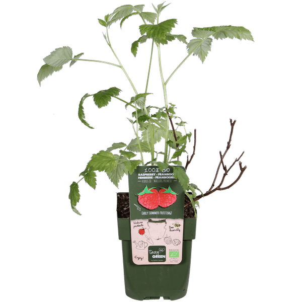 Image of Himbeere Rubus idaeus 'Malling Promise' – Selbstbestäubende Sommer-Himbeere – 100% biologisch – Ø13cm – ca. 45cm Höhe – Leckere rote Früchte-2