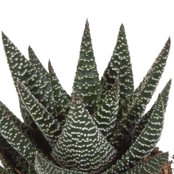 Image of Sukkulenten Mix Gasteria & Haworthia – 3 Pflanzen – Ø8,5cm Zimmerpflanzen – Verschiedene Mini – Sukkulenten-3
