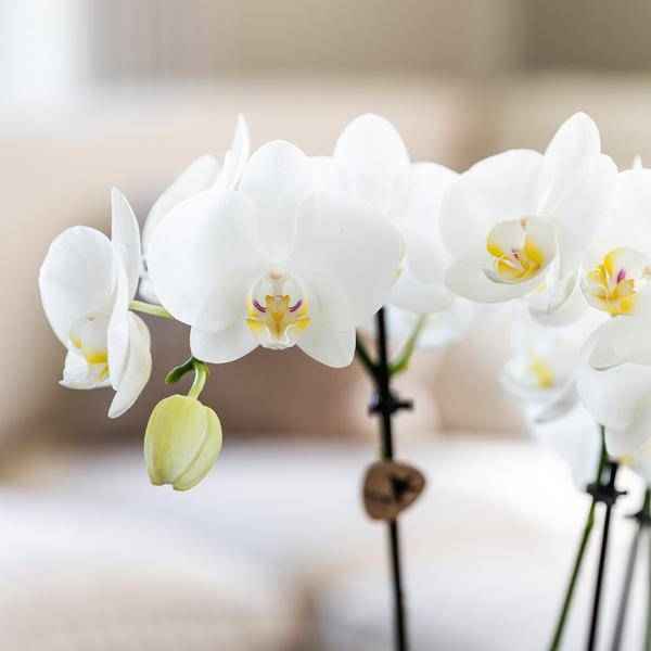 Image of Überraschungsbox mit 4 verschiedenen Kolibri Orchideen – 12cm – Zimmerpflanzen – Set – Frisch vom Bauern – Perfekt als Geschenk oder für Orchideenfans