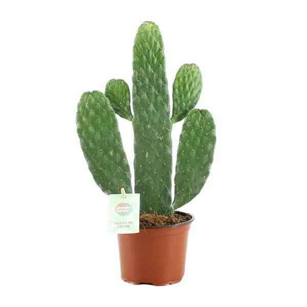 Image of Feigenkaktus Opuntia Rubescens Consolea Zimmerpflanze Ø12cm ↕35cm – pflegeleichte Sukkulente für Wohnzimmer, Büro & helle Standorte kaufen