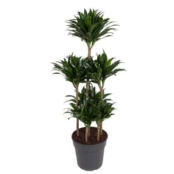 Image of Drachenbaum – Dracaena Compacta Karussell 130cm – Ø31cm – Zimmerpflanze mit dunkelgrünen glänzenden Blättern-0