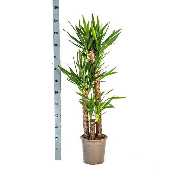 Image of Yucca Elephantipes – Riesen – Palmlilie – Zimmerpflanze Ø24cm ↕120-140cm – Robust & pflegeleicht – Schwertförmige Blätter – Modernes Design-4
